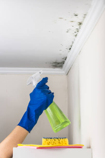 Best HVAC Mold Inspection and Cleaning  in Roselle, IL